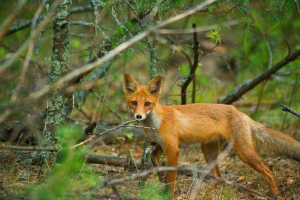 Тваринний світ україни: фауна полезії, уроку, степи, гори, моря та річки Тваринний світ україни: фауна полезії, уроку, степи, гори, моря та річки